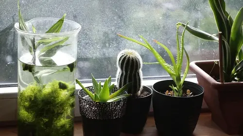 Польза и вред алоэ для здоровья человека: интересные свойства растения