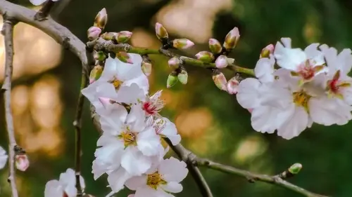Весенний секрет садоводов: что сыпать под вишню и черешню в марте