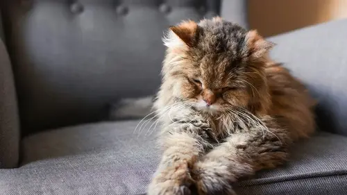 Когда наши кошки становятся старыми, какие признаки об этом свидетельствуют