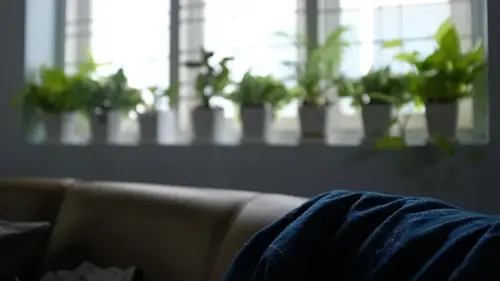 Шесть мест в квартире, где ваши растения обречены на гибель: не ставьте туда вазоны