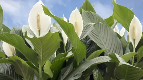 Спатифилум пытается объяснить, что ему нужна пересадка: как понять растение