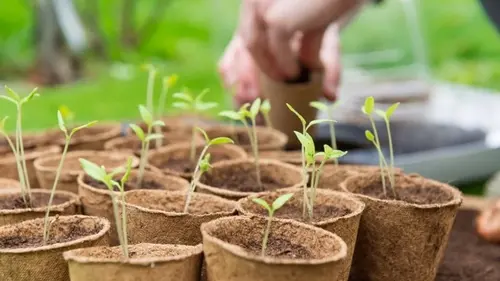 Их надо выращивать первыми: 3 овоща, которые рекомендуют сеять в холодный грунт