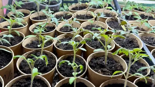 Что нужно для выращивания рассады дома: эксперты назвали 5 необходимых инструментов