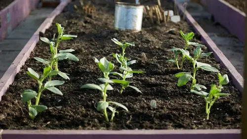 Эти растения могут цвести даже зимой: какие цветы следует посадить в январе