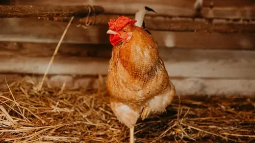 Положите это в курятник — и будет тепло, как летом: куры не будут мерзнуть и будут нестись