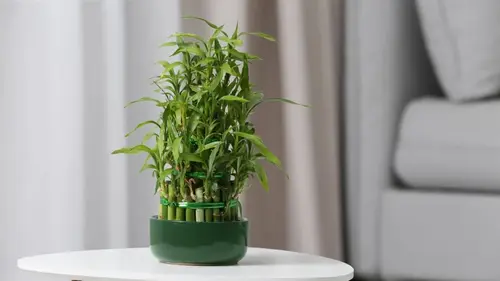 Комнатные растения, которые приносят удачу и могут помочь вам начать год с чистого листа