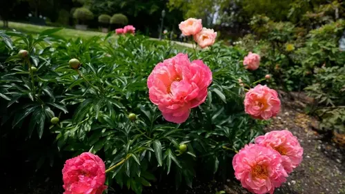 Не ждите весны: 7 многолетних растений, которые можно сажать уже в январе