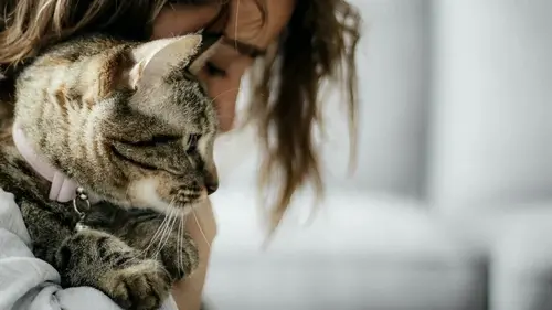 Почему кошка вдруг начинает облизывать человека: вы точно о таком не знали