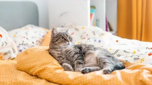 Как выбрать постельное белье: что лучше бязь, сатин или перкаль