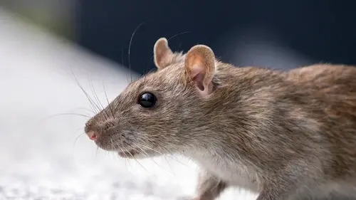 Крысы больше не возвратятся: секретные способы борьбы, которые спасут гараж или погреб