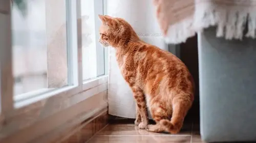 Как кот выражает радость, что вы дома: ветеринары перечислили 8 признаков