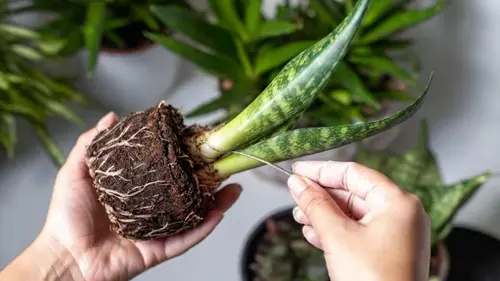 7 растений, которые привлекут удачу и позитивную энергию в дом