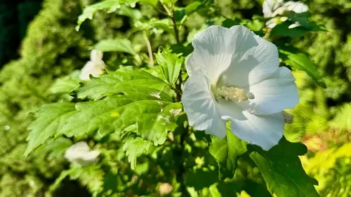 10 цветов, которые принесут удачу и процветание: что посадить в саду в 2026 году