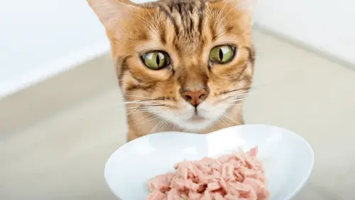 Как правильно кормить кота: не один и не три раза