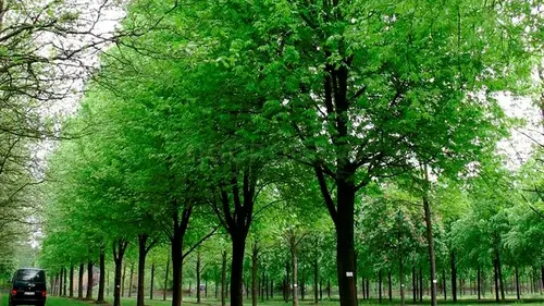 Эти деревья могут разрушить ваши двор и дом: эксперты предупредили об угрозе