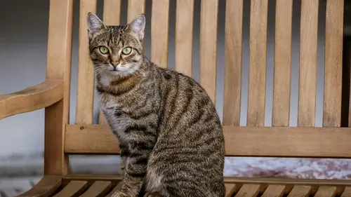 Почему кошки шипят в «пустоту» и что они там видят: объяснение экспертов