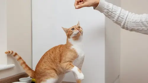 Как навсегда избавиться от запаха из кошачьего лотка: простые лайфхаки от ветеринаров