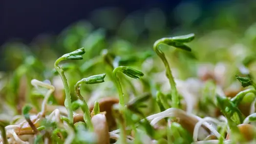 Работает ли лайфхак с проращиванием семян в мультиварке: эксперт попробовал и удивил выводом