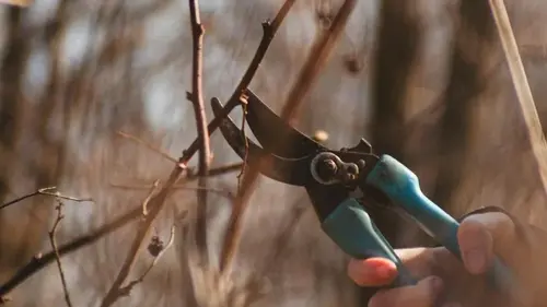 Какие фруктовые деревья надо обрезать зимой, а какие нельзя трогать, потому что урожая не будет