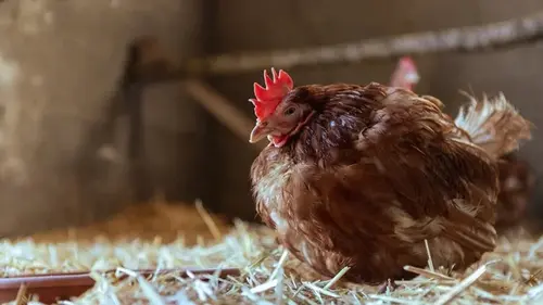 Три породы кур, которые несут яйца зимой без паузы: будете есть яичницу каждый день