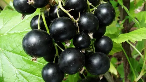 Облейте кусты смородины кипятком весной — и вы не пожалеете: урожай некуда будет девать