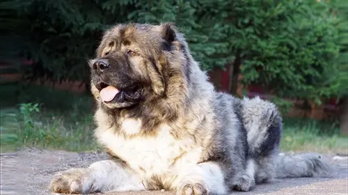 Кинолог предупредил: содержание собаки этой породы в семье с детьми может быть ошибкой