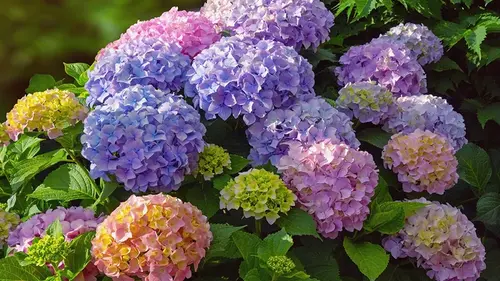 Как спасти гортензии после мороза и обеспечить пышное цветение весной