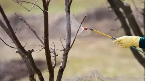 Чем нужно опрыскать старые плодовые деревья весной, чтобы не болели и не сбрасывали завязь