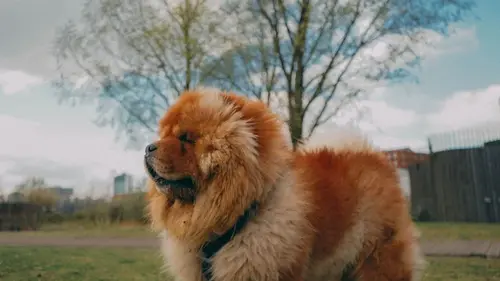 Грумер назвала 7 пород собак, которых никогда бы не завела: какие причины