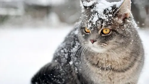 Как помочь домашним котам пережить морозы: ошибки, которых нужно избегать