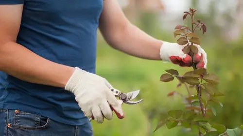 Они могут этого не пережить: какие растения не следует обрезать на зиму и зимой