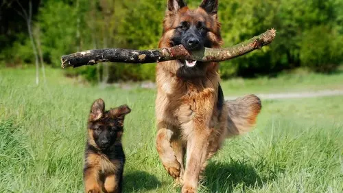 6 самых смелых пород собак, которые станут преданными любимцами