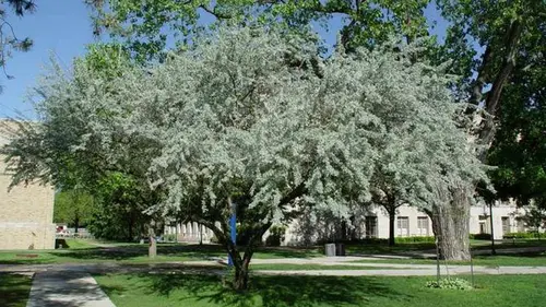 Садоводы назвали 6 деревьев, которые никогда не следует сажать во дворе