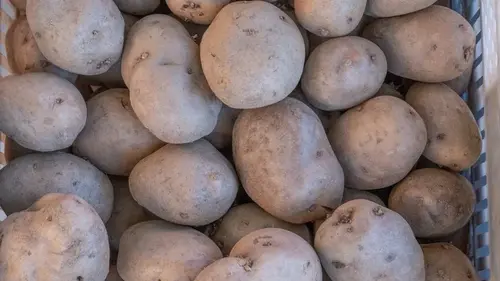 Три сорта картофеля, которые выживают в любую погоду и приносят стабильный урожай