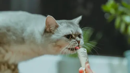 Почти все владельцы животных совершают эту ошибку во время кормления любимцев