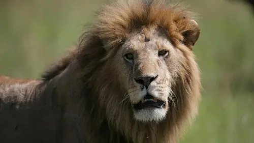 Настоящие защитники: названы 5 пород собак, которые были выведены для борьбы со львами