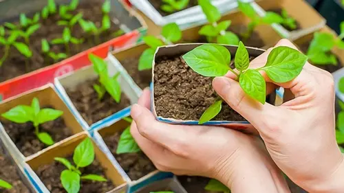 Как вырастить крепкую рассаду сладкого перца без пикирования: профессиональные советы