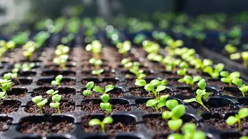 Уже в мае будет полный огород: что сеять в феврале на рассаду