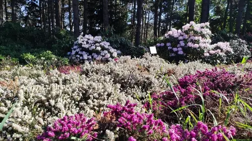 12 растений, которые раз и навсегда избавят сад от сорняков