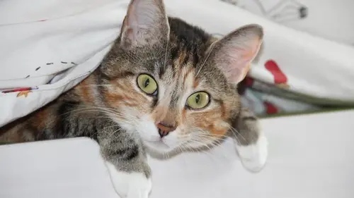 Почему кошки такие любознательные: ветеринары назвали 7 причин