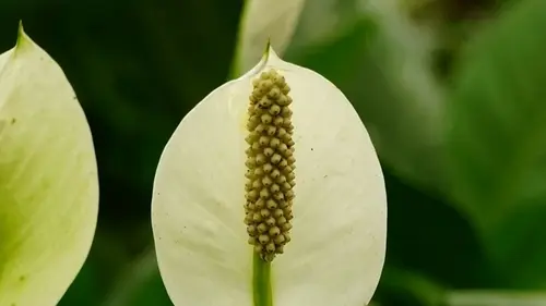 Всего один трюк — и ваш спатифиллум зацветет пышно уже в этом сезоне