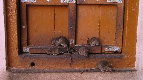 Всего одно средство — крысы и тараканы мгновенно исчезают из курятника