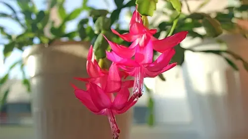 Пышное цветение декабриста в марте: как заставить шлюмбергер выпустить сотни бутонов