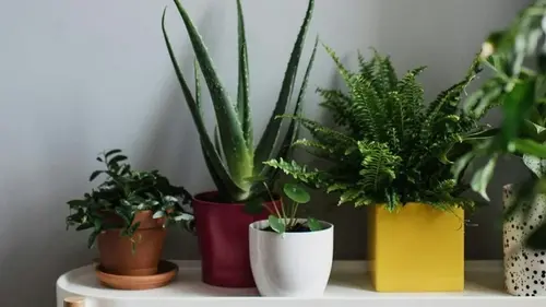 Эти комнатные растения не завянут даже в темном углу комнаты: они прекрасно себя чувствуют без света