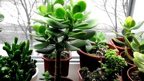 Если добавить в горшок немного этих косточек, толстянка обильно выпустит свои нежные цветы