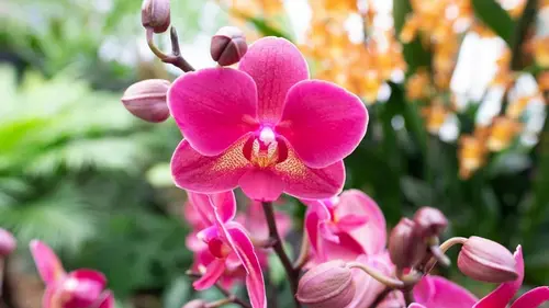 Орхидея увядает на глазах: как вернуть растение к жизни