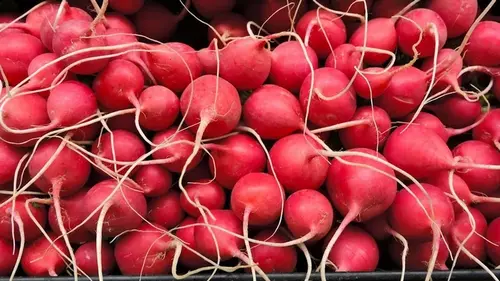 Дачный сезон 2026 года открыт: топ невероятно сладких сортов редиса для вашего огорода