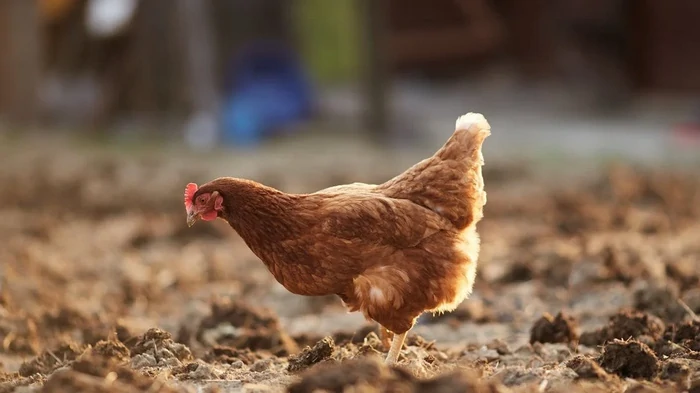 Как повысить яйценоскость кур зимой всего одной теплой добавкой к основному корму