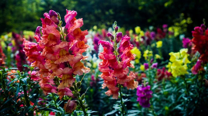 Что посеять в феврале: специалисты назвали 6 видов семян цветов и зелени