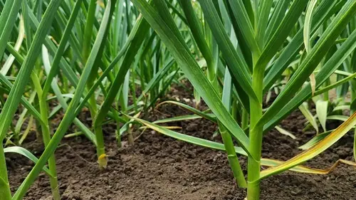 Ни в коем случае не садите эти культуры рядом с чесноком, потому что потеряете будущий урожай